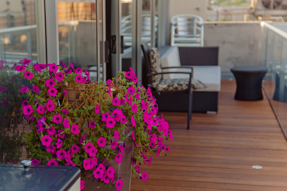A rooftop patio with vibrant pink flowers in the foreground. The area features wooden decking, modern outdoor furniture including black and white chairs, a sofa, and a glass railing providing an urban view.