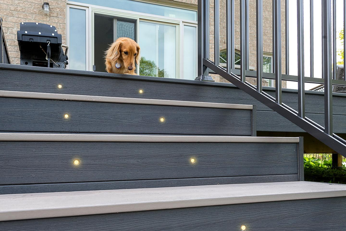 A dog stands at the top of illuminated outdoor stairs, looking down. The stairs are dark with built-in lights on the risers, and a railing on the side. A house with large glass doors is in the background.
